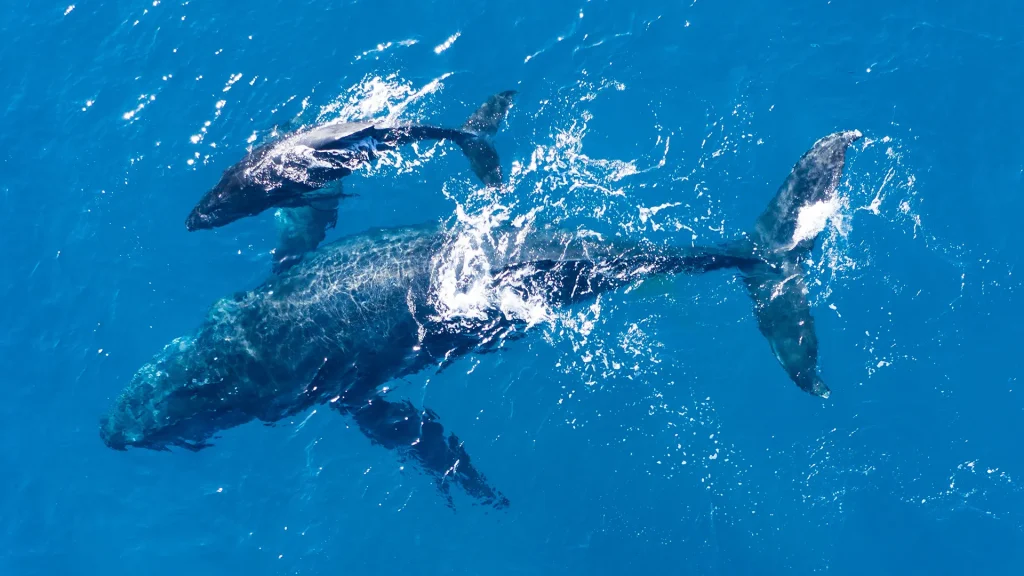Temporada de Ballenas en Huatulco: Todo lo que Necesitas Saber